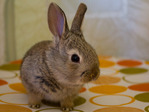 Saranik conejo en adopción