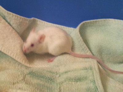 Mone ratón en adocpción