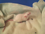 Sol ratón en adopción
