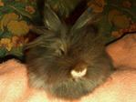 ágora conejo en adopción