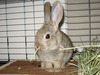 Saranik conejo en adopción