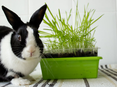 Ofelia conejo en adopción