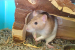 Ratonovich rata en adopción.