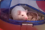 Arthur ratón en adopción