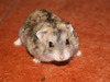 Zia hamster ruso en adopción