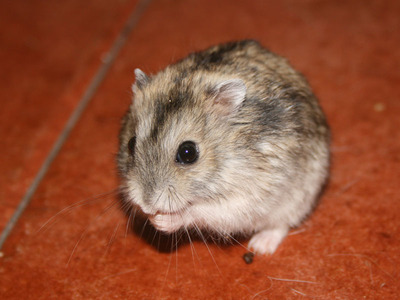 Zia hamster ruso en adopción