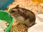 Plátano hamster en adopción