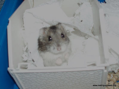 Mandarina hamster en adopción