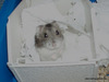 Mandarina hamster en adopción