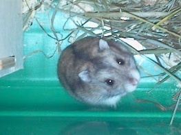 Upupa hamster en adopción