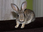 Bo conejo en adopción