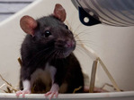 Nina rata en adopción