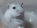 Thot hamster en adopción