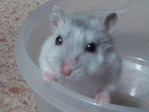 Onix hamster en adopción
