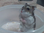 Nut hamster en adopción