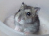 Geb hamster en adopción