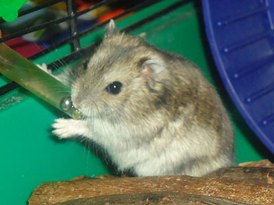 Rambo hamster en adopción