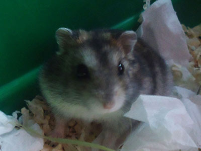 Rambo hamster en adopción