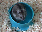 Alba hamster en adopción