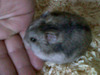 Alba hamster en adopción