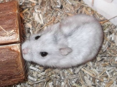 Satis hamster en adopción