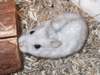 Satis hamster en adopción