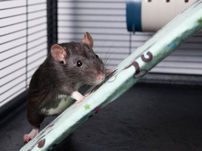 Nina rata en adopción