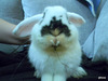 Yuma conejo en adopción