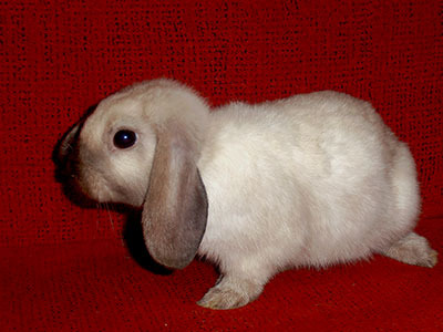Marlon conejo en adopción