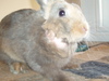 Adopción conejo Buzy