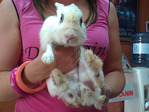 Antón conejo en adopción