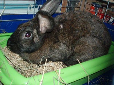 Vera conejo en adopción
