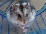 Neith, hamster en adopción