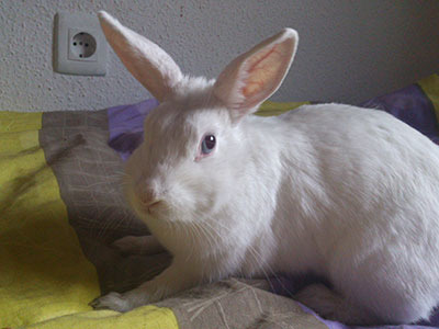 Mabu conejo en adopción
