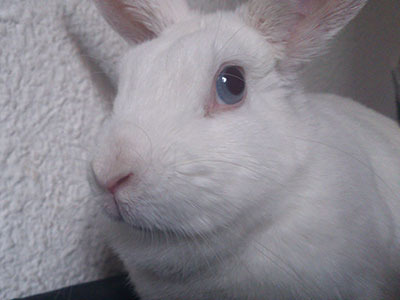 Mabu conejo en adopción