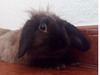 sidney conejo en adopción