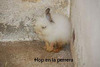 Hop, conejo en adopción