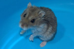Cocacola hamster en adopción