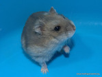 Maat hamster en adopción