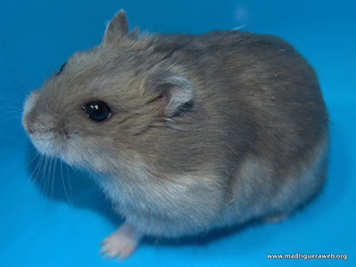 Shua hamster en adopción