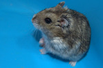 Sobek hamster en adopción