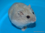 Sokar hamster en adopción