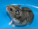 Suti hamster en adopción