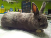 Priscilla conejo en adopción