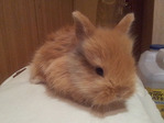 Calabaza conejo en adopción