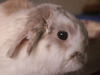 gruyere conejo en adopción