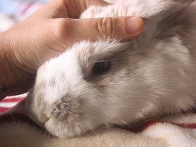 gruyere conejo en adopción