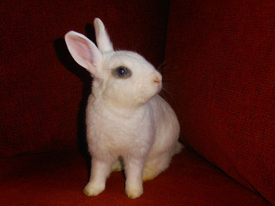 Antón conejo en adopción