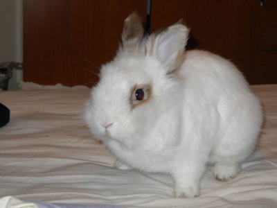Jimena conejo en adopción