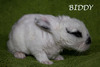 Biddy conejo en adopción